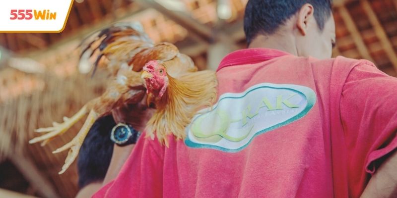 Bảng kèo cược gà đa dạng hấp dẫn