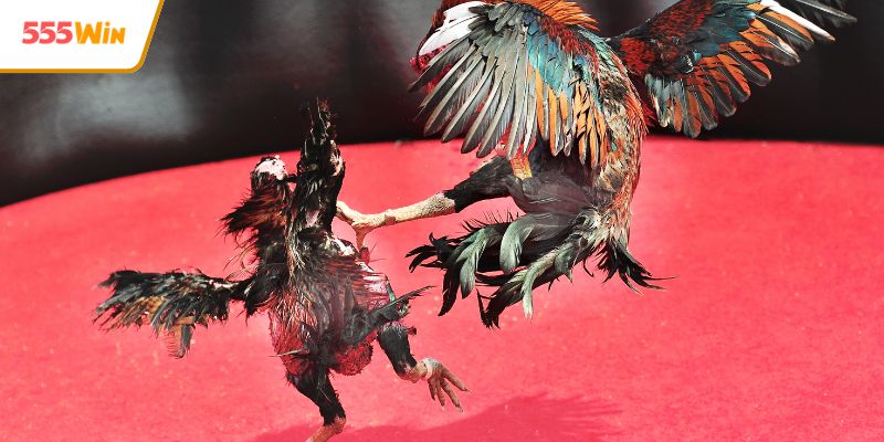 Các bước đơn giản để tham gia cá cược gà chọi