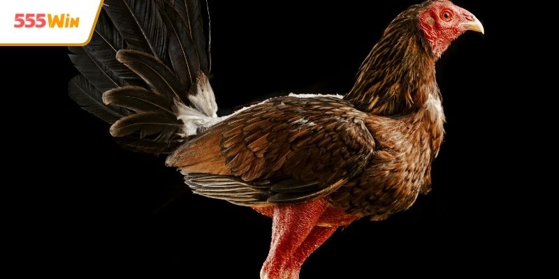 Chia sẻ kinh nghiệm cược gà hiệu quả