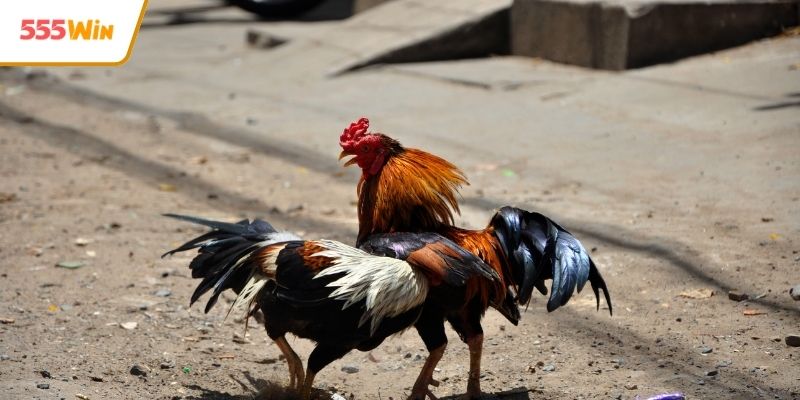 Luật thi đấu chuẩn quốc tế tại trường gà