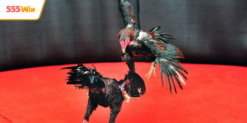 Những ưu điểm vượt trội khi theo dõi đá gà trực tuyến