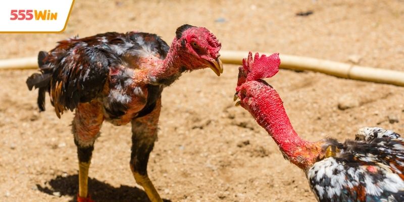 Phân tích chiến thuật theo dõi trận đấu