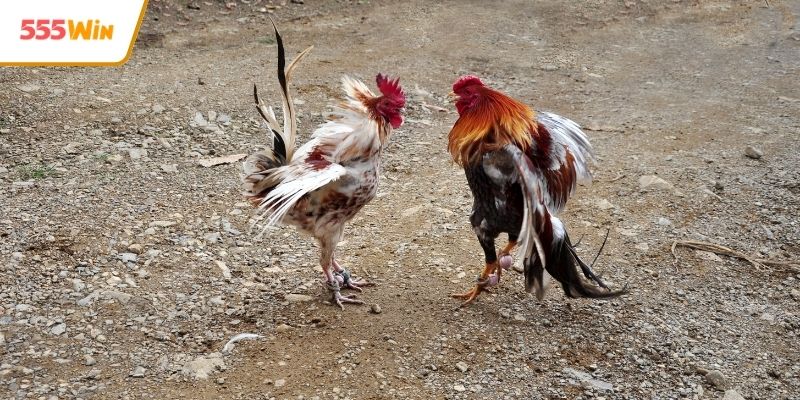 Trận đá gà Campuchia sôi động tại sảnh cược